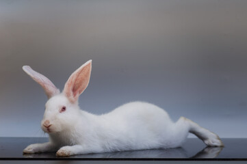 Rabbits are small, furry mammals with long ears, short fluffy tails, and strong, large hind legs. They have two pairs of sharp incisors (front teeth), one pair on top and one pair on the bottom