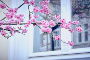  Sakura flowers in the city, spring