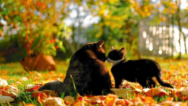 Adorable cat and her baby sitting in the green grass and enjoying the sun during autumn