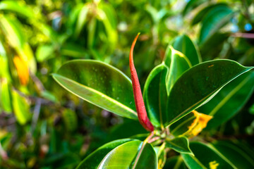Lefkada, Griechische Insel im Ionischen Meer 
