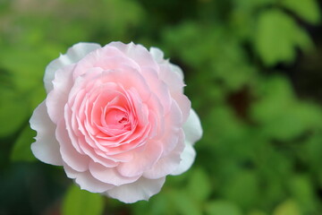 満開のピンクのバラ