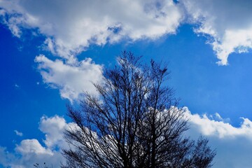 冬の枯木と青空と雲