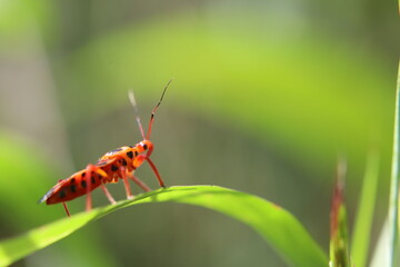 red bug on a green leaf