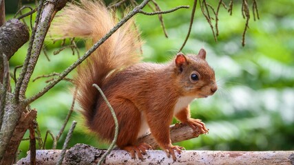 Red squirrel roaming through woodland in Northumberland 