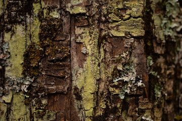 Old Tree Close-up Texture Background.