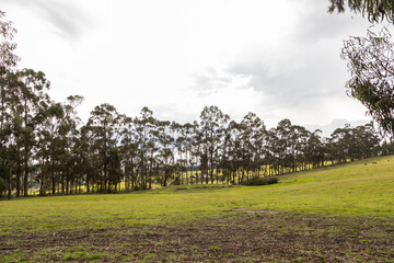 panoramic scene at day with trees on a hill, sky with clouds and trimmed grass, scene with beautiful nature, background of a park