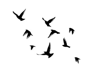 A flock of flying birds. Free birds. Vector illustration