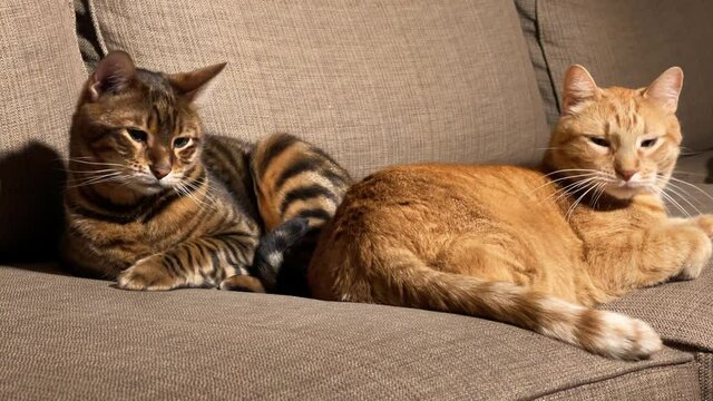two cats on couch cat yawning tired napping kitties