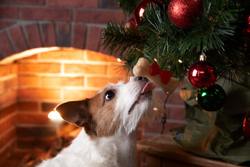 Jack Russell Terrier sniffing a toy by the Christmas tree. pet by the festive fireplace - obrazy, fototapety, plakaty