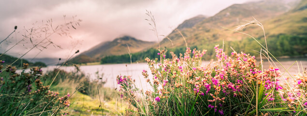 Purple wild flowers and heather growing near a loch in Glencoe, Scotland - obrazy, fototapety, plakaty