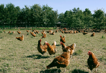 Free range chicken in meadow. Poultry. Farm. Netherlands. Farming. Animal welfare.