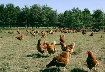Gordijnen Free range chicken in meadow. Poultry. Farm. Netherlands. Farming. Animal welfare. © A