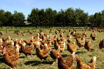 Wandaufkleber Free range chicken in meadow. Poultry. Farm. Netherlands. Farming. Animal welfare. © A