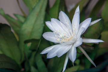 wijaya kusuma flower, Epiphyllum anguliger, crenate orchid cactus, Night Jasmine Epiphyllum.  is a very unique flower blooms only few hours during midnight. looks beautiful and spoils the eyes
