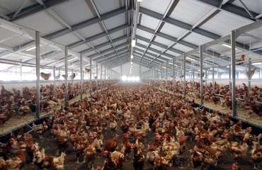 Rolgordijnen Free range chicken in Stable Poultry. Farm. Farming. Netherlands. Animal welfare. © A