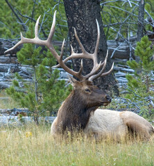Resting elk,Yellowstone National Park