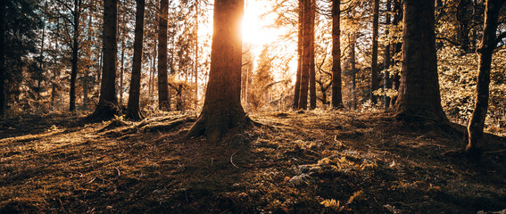Sunlight shinning through a woodland at sunrise lighting the ground