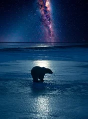 Fotobehang Ijsbeer Polar bear silhouette,stars  © outdoorsman