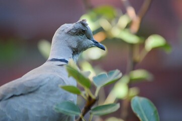 injured gray pigeon on a branch