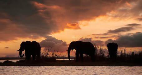 Naklejka na ściany i meble African elephants silhouette,dawn sky