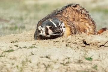 Close up of American badger