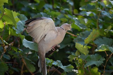 injured gray pigeon on a branch