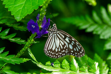 Glass tiger butterfly