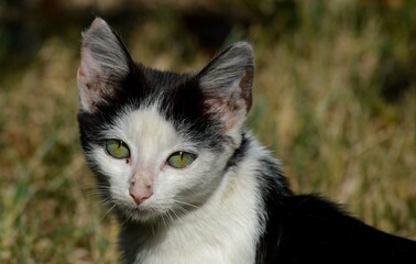 a small colorful cat with green eyes