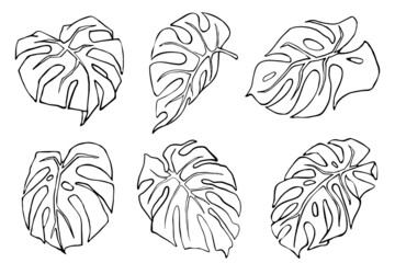 
Linear drawing of monstera leaves. Set of botanical elements.Vector graphics.