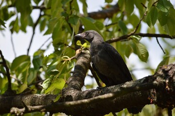 a black raven on a branch