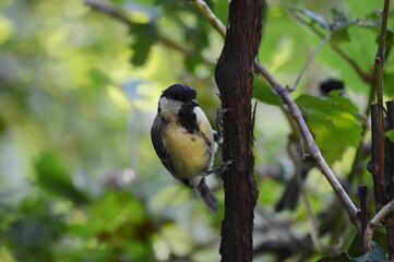 a small bird on a branch