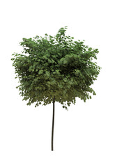 Fototapeta premium Cutout tree for use as a raw material for editing work. isolated green deciduous tree on white background, 3D illustration, cg render