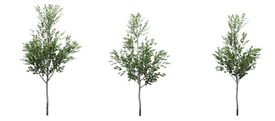 Cutout tree for use as a raw material for editing work. isolated green deciduous tree on white background, 3D illustration, cg render