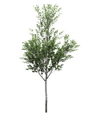 Cutout tree for use as a raw material for editing work. isolated green deciduous tree on white background, 3D illustration, cg render