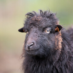 Obraz premium Portrait of black female ouessant sheep