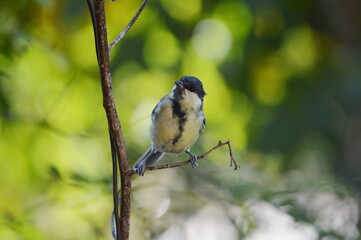 Obraz premium a small bird on a branch