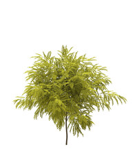 Cutout tree for use as a raw material for editing work. isolated green deciduous tree on white background, 3D illustration, cg render