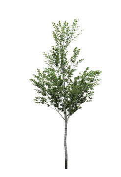 Cutout tree for use as a raw material for editing work. isolated green deciduous tree on white background, 3D illustration, cg render