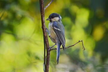 a small bird on a branch