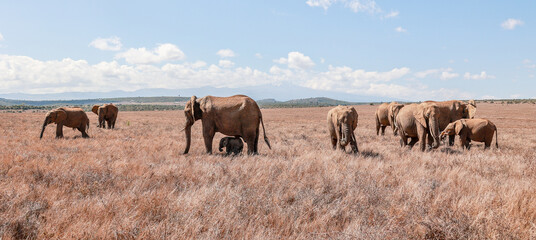 A breeding herd of Elephants with young calves grazing at Borana Lodge in Kenya