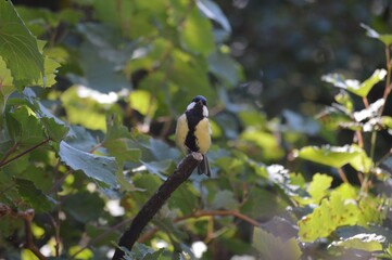 a small bird on a branch