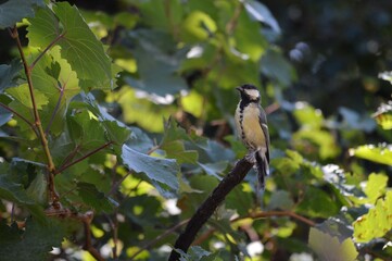 a small bird on a branch