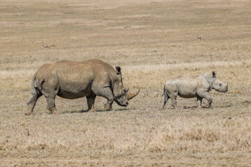 A female White Rhino and her calf strike stride out at Borana Lodge in Kenya