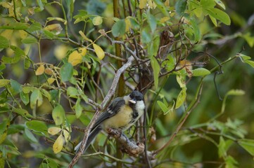 a small bird on a branch