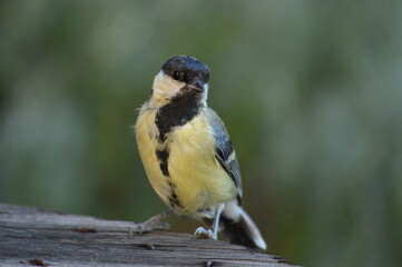 a small bird is looking for food