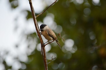 a small bird on a branch
