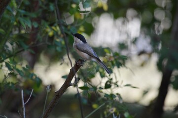 a small bird on a branch