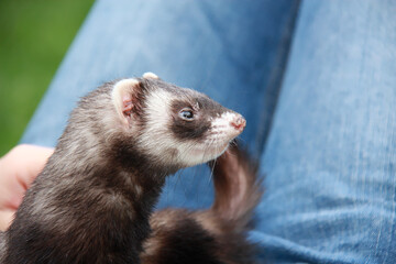 Close-up portrait of a domestic ferret resting on the knees of its owner.