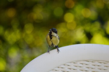 a small bird is looking for food