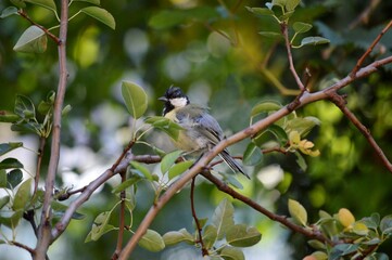 a small bird on a branch